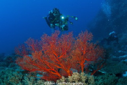 Dive into deep blue sea.
Green Island,Taiwan. by Allen Lee 